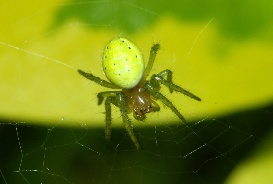 Misumena vatia; Araniella sp.